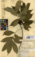 Isotype of Streptostigma viridiflorum Thwaites [family SOLANACEAE]