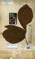 Isotype of Paullinia fimbriata Radlk. [family SAPINDACEAE]