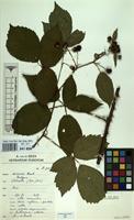 Isotype of Rubus discors A.Beek [family ROSACEAE]