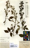 Isolectotype of Rubus pseudodiscerptus Schmidely ex Sudre [family ROSACEAE]