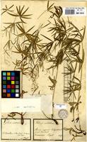 Filed as Galium aristatum L. [family RUBIACEAE]