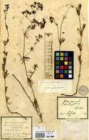 Filed as Galium glaucum L. [family RUBIACEAE]