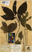 Type of Microtropis wallichiana Wight ex Thwaites [family CELASTRACEAE]