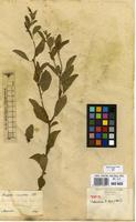 Type of Acalypha variabilis Klotzsch ex Baill. [family EUPHORBIACEAE]