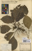 Filed as Terminalia bialata (Roxb.) Steud. [family COMBRETACEAE]