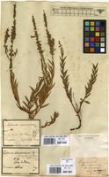 Filed as Lythrum virgatum L. [family LYTHRACEAE]
