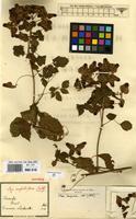 Syntype of Serjania confertiflora Radlk. [family SAPINDACEAE]