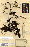Syntype of Serjania fuscifolia Radlk. [family SAPINDACEAE]