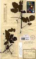 Syntype of Serjania fuscifolia Radlk. [family SAPINDACEAE]