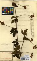 Syntype of Serjania comata Radlk. [family SAPINDACEAE]