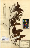 Syntype of Serjania piscatoria Radlk. [family SAPINDACEAE]