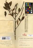 Syntype of Erythroxylum perrotii A.Chev. [family ERYTHROXYLACEAE]