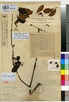 Holotype of Ampelocissus elisabethvilleana De Wild. [family VITACEAE]