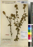 Isotype of Hibiscus rupicola Exell [family MALVACEAE]