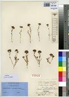 Isotype of Smithia burttii Baker F. [family FABACEAE]