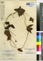 Isotype of Vigna schliebenii Harms [family FABACEAE]