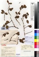 Isotype of Taxillus wiensii Polhill [family LORANTHACEAE]