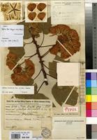 Isotype of Dombeya auriculata K.Schum. [family STERCULIACEAE]