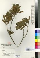 Isotype of Nesogordonia pachyneura Capuron ex L.C.Barnett [family MALVACEAE]