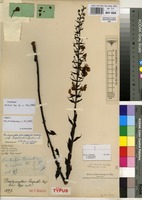 Holotype of Brachycorythis leopoldi Kraenzl. [family ORCHIDACEAE]
