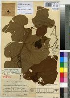 Isotype of Ampelocissus schliebenii Werderm. [family VITACEAE]