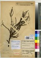 Type? of Viscum shirense Sprague [family VISCACEAE]
