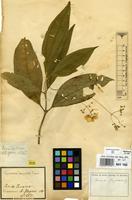 Type of Meriania glazioviana Cogn. [family MELASTOMATACEAE]