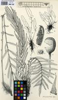 Filed as Blechnum tabulare (Thunb.) Kuhn [family BLECHNACEAE]