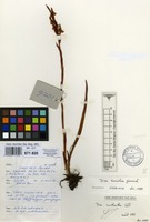 Filed as Disa danielae Geerinck [family ORCHIDACEAE]