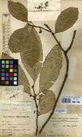 Filed as Xymalos monospora (Harv.) Baill. ex Warb. [family MONIMIACEAE]