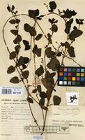 Filed as Veronica abyssinica Fresen. [family SCROPHULARIACEAE]