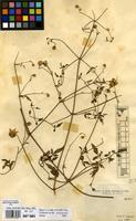 Filed as Clematis welwitschii Hiern ex Kuntze [family RANUNCULACEAE]