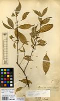 Filed as Cassipourea acuminata Liben [family RHIZOPHORACEAE]