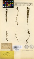 Isosyntype of Hydrilla verticillata (L.f.) Royle var. longifolia Casp. [family HYDROCHARITACEAE]