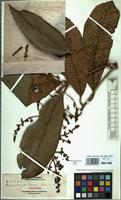 Isotype of Melanochyla elmeri Merr. [family ANACARDIACEAE]