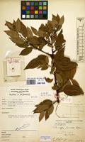 Filed as Choristylis rhamnoides Harv. [family ESCALLONIACEAE]
