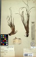 Isotype of Isoetes gardneriana A.Br. [family ISOETACEAE]