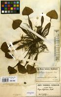 Filed as Trapa natans var. bispinosa (Roxb.) Makino [family TRAPACEAE]
