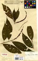 Type of Acalypha acuminata Benth. [family EUPHORBIACEAE]