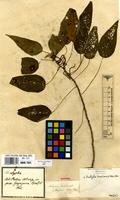 Syntype of Acalypha brasiliensis Mull.Arg. var. longipes Mull.Arg. [family EUPHORBIACEAE]