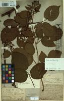 Lectotype of Rubus axillaris Lej. [family ROSACEAE]