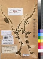 Isotype of Celosia anthelminthica Asch. in Schweinf. [family AMARANTHACEAE]