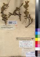 Isosyntype of Boscia reticulata Hochst. ex A.Rich. [family CAPPARACEAE]