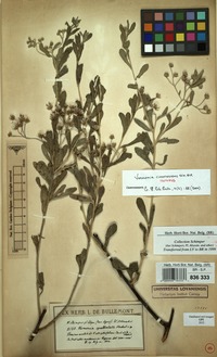 Isotype of Vernonia cinerascens Sch.Bip. [family COMPOSITAE]