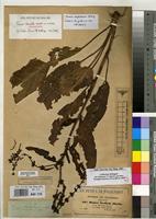 Isosyntype of Rumex steudelii Hochst. ex A.Rich. [family POLYGONACEAE]
