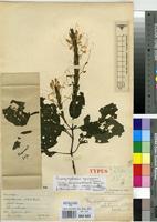 Type of Brachystephanus velutinus De Wild. [family ACANTHACEAE]