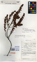 Isotype of Anthospermum isaloense Homolle ex C. Puff [family RUBIACEAE]