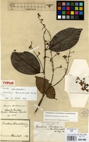 Isotype of Banisteria blanchetiana A.Juss. [family MALPIGHIACEAE]