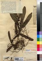 Type of Angraecum mofakoko De Wild. [family ORCHIDACEAE]