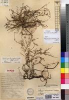 Holotype of Achyropsis minutissima Lambinon [family AMARANTHACEAE]